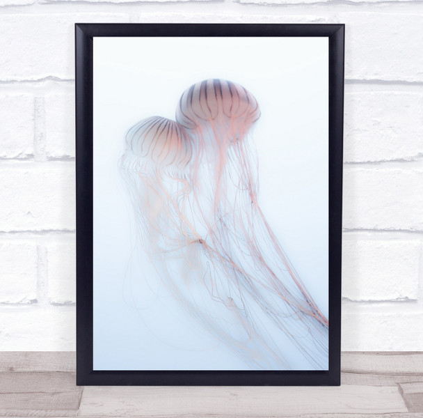 Jellyfish Underwater Bright Poison Poisonous Wildlife Wild Wall Art Print
