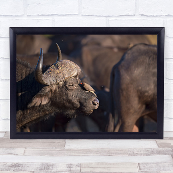 Oxpecker Buffalo Chobe Botswana Africa Animal Animals Wild Wall Art Print