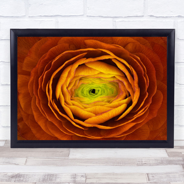 Ranunculus Persianbuttercup Abstract Flower Redflower Rose Wall Art Print