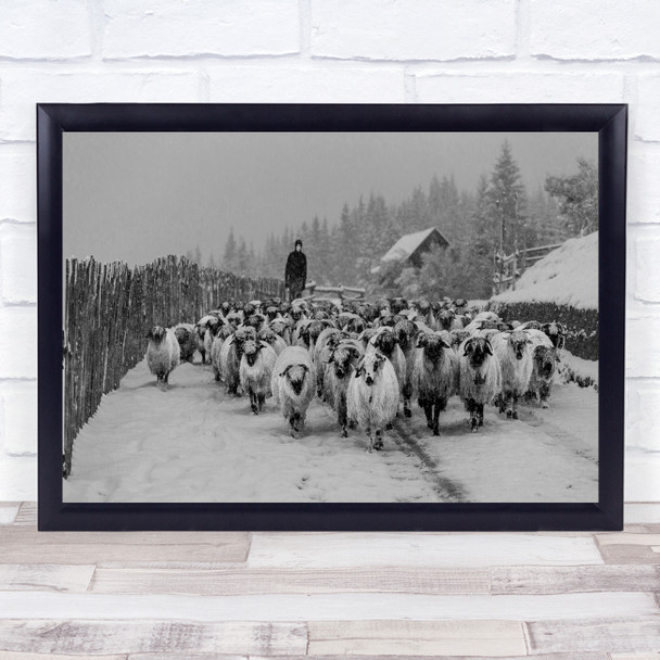 Sheep Shepherd Winter Road Cattle Animals Documentary Snow Wall Art Print