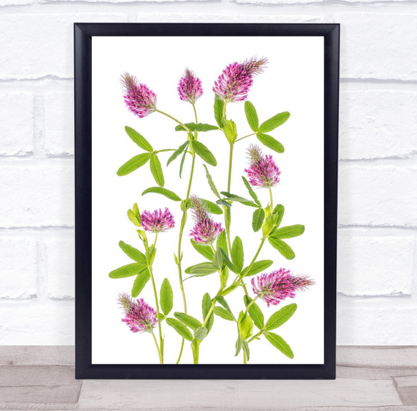 Trifolium Pink Green Floral Flower Flowers Flora Botanical Wall Art Print