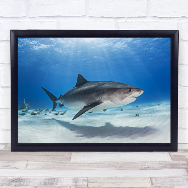Underwater Bottom Below Shark Predator Wildlife Wild Tiger Wall Art Print