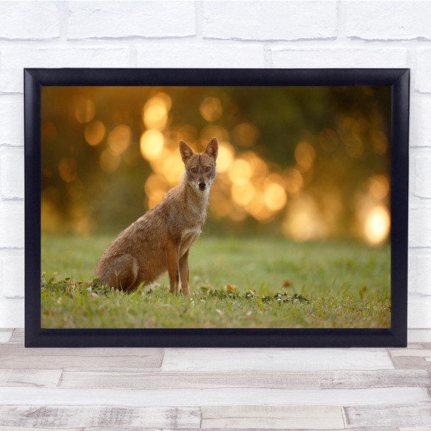 Wild Life Canon Assaf Gavra Lens Light Sun Photography fox Wall Art Print