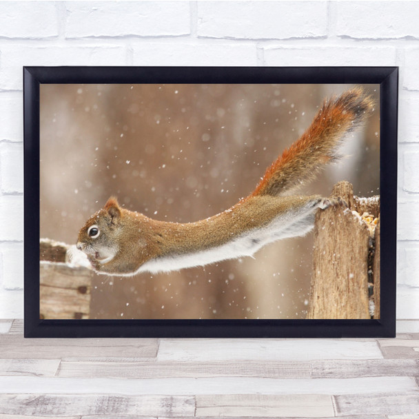 Wild Wildlife Winter Canada Squirrel Red American Snowfall Wall Art Print