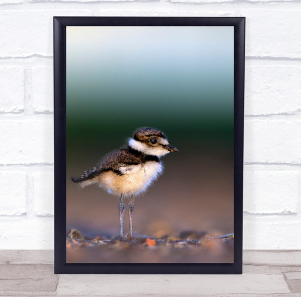 Wildlife Wild Nature Animal Animals Bird Birds Bokeh Chick Wall Art Print