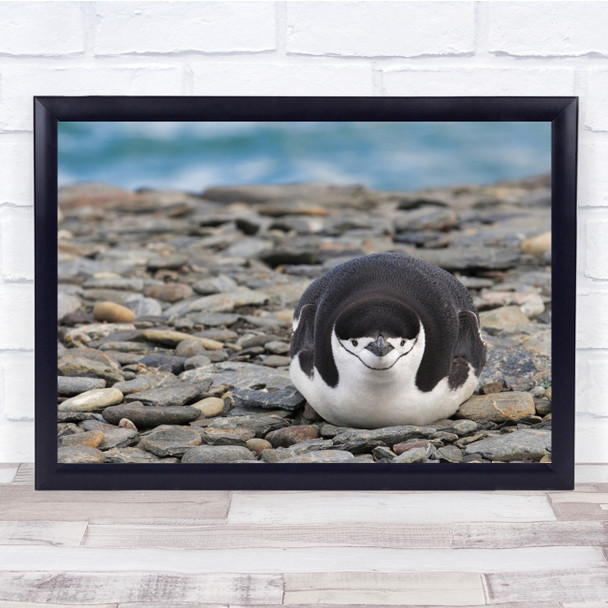 Nature Brown Smile Chinstrap Blue Penguin Wildlife Wild Wall Art Print