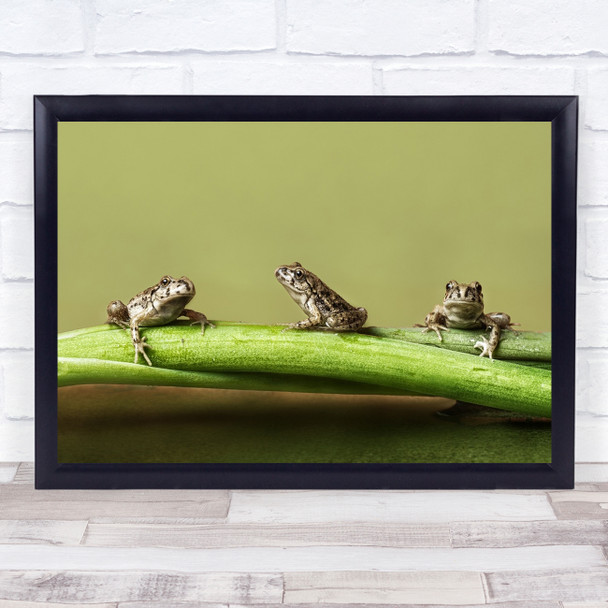 Rana Frog Macro Frogs Trio Animals Wildlife Wild Nature Wall Art Print