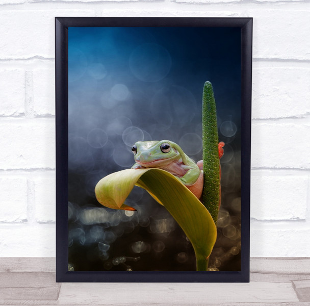 Banjarmasin Indonesia Frog Macro Bokeh Leaf I Am Happy Wall Art Print