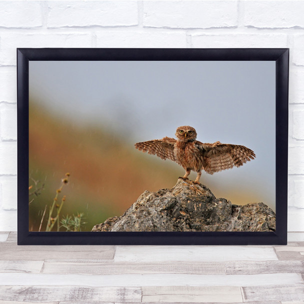 Julis Israel Cute Owl Bird Nature Wildlife Wings Young Wall Art Print