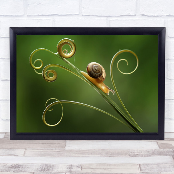 Snails Macro Animals Borneo Nature Art Snails And Leaf Wall Art Print