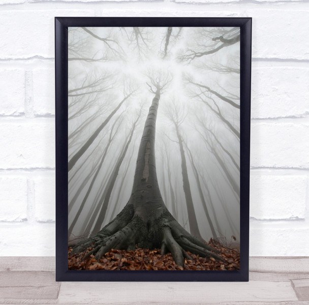 Tree Fog Forest Tall Landscape Autumn Fall Leaves Leaf Wall Art Print