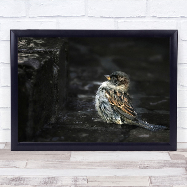 Bird Wings Beak Flight Eyes Brown Wall Brick Staring Wall Art Print