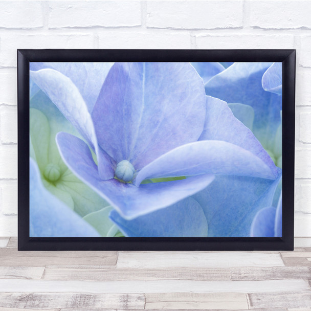 Pastel Blue Macro Detail Petal Petals Colour Colours Wall Art Print