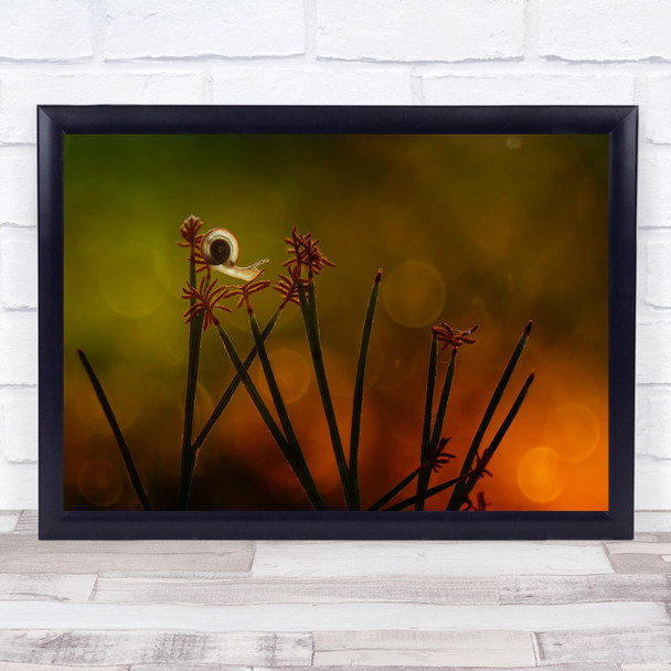 Snails Macro Animals Borneo Nature art Dancing Snail Wall Art Print