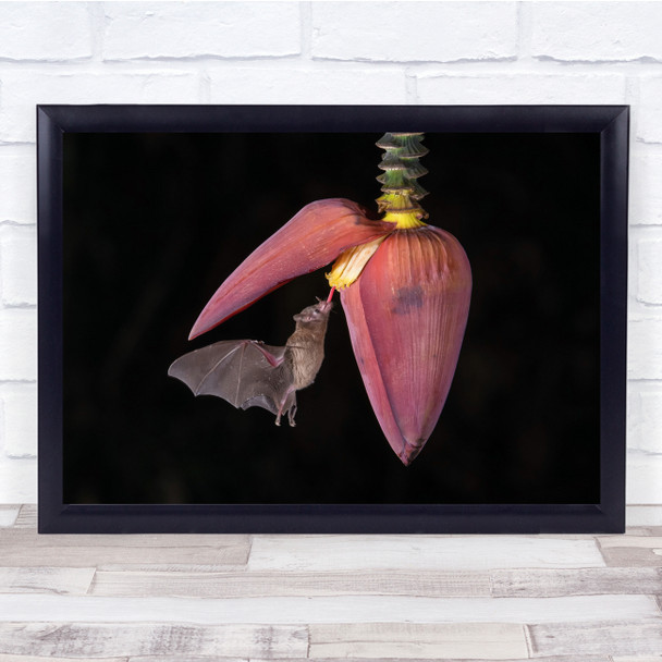 Landscape Orange Nectar Bat Eating From Pink Flower Wall Art Print