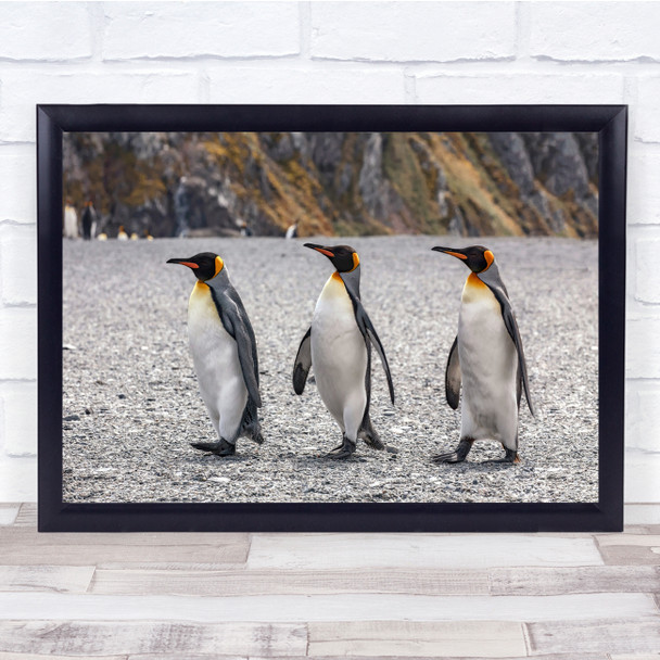 Penguins Salisbury Proud Attitude King Penguin Trio Wall Art Print