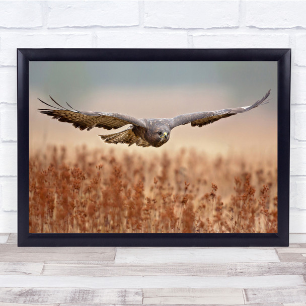 Buzzard Bird Wingspan Flying Field Autumnal Flower Wall Art Print