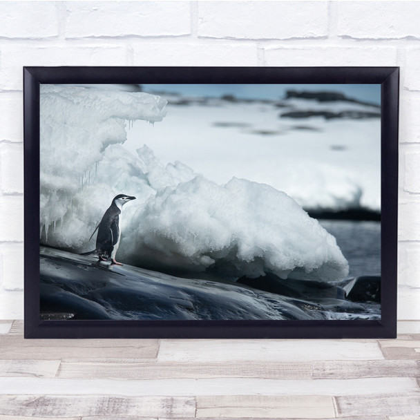 Penguin Antarctica Ice Snow Wildlife Nature Animal Wall Art Print