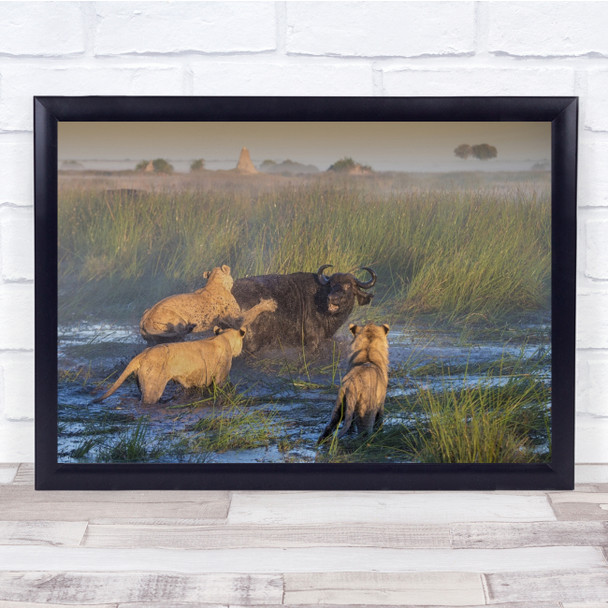 Africa Botswana Buffalo Enemies Hunting Kill Lion Wall Art Print