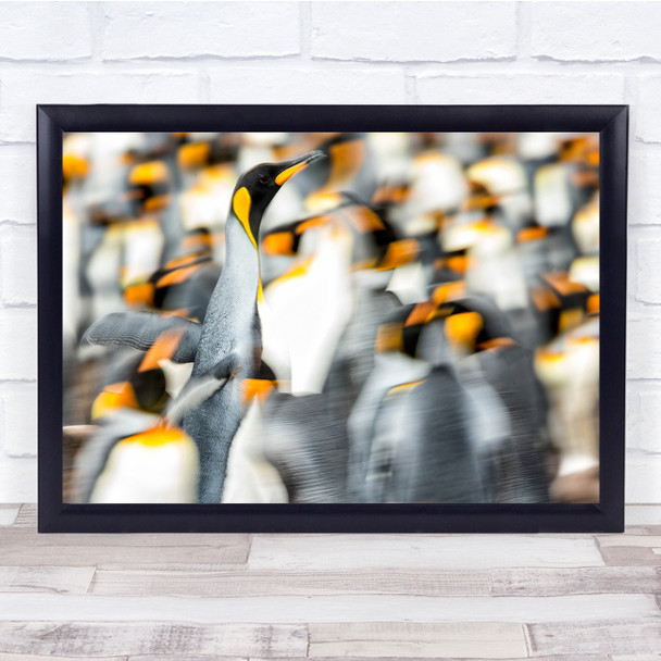 Blur Effect King Penguins Colony Falkland Islands Wall Art Print