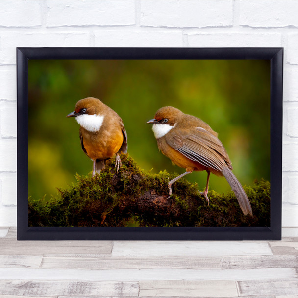 couple Wildlife Nature Animal Animals Bokeh Birds Wall Art Print