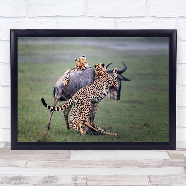 Fighting cheetahs hunting buffalo wildlife nature Wall Art Print