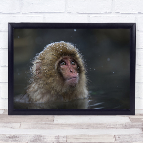 Monkey Snow Jigokudani Japan It'S Snowing Again Wall Art Print