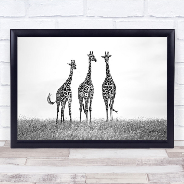 Africa Giraffe Wild Nature Animals Black White Wall Art Print