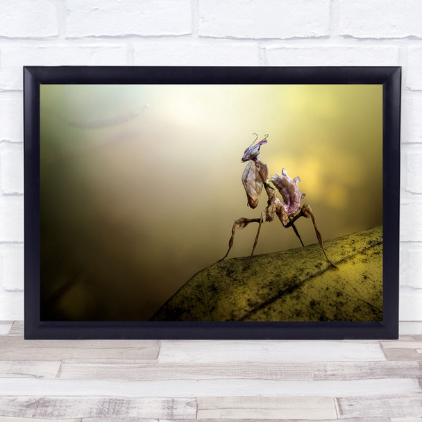 Diabolica praying mantis leaf insect close up Wall Art Print