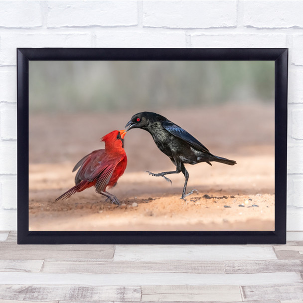 Red Black Carinal Bird Bronzed Cowbird Flight Wall Art Print