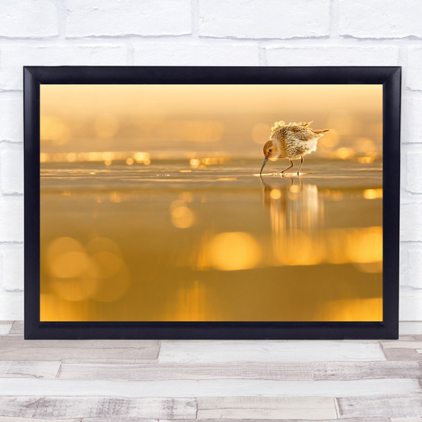 Shorebirds Backlight Dunlins Dunlin Backlight Wall Art Print