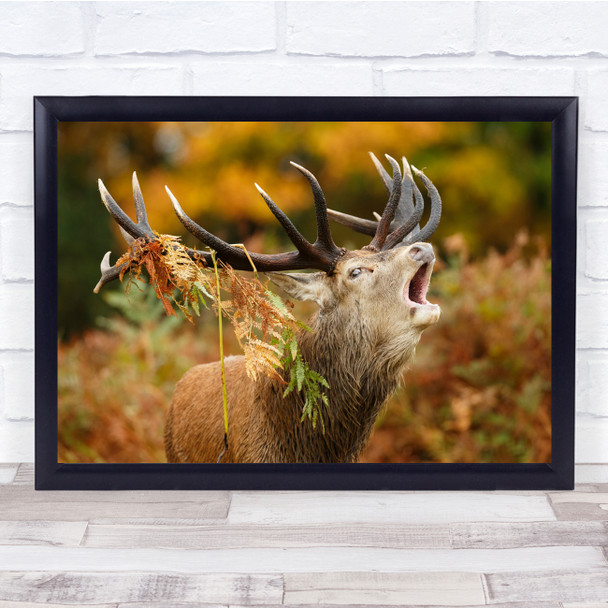 The Rut deer animal shocked close up wildlife Wall Art Print