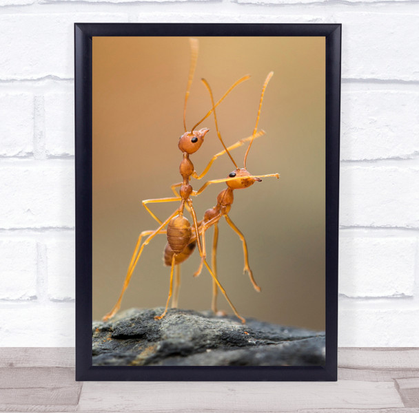 Ant Ants Macro Bug Bugs Insect Insects Dance Wall Art Print