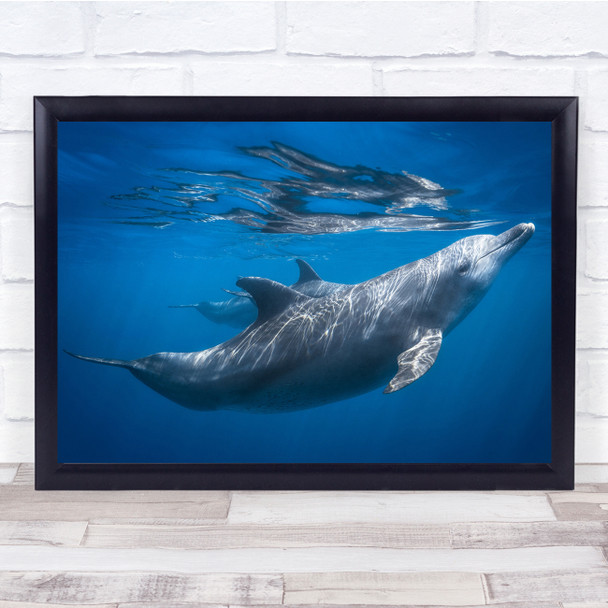 Dolphin Bottlenose Wildlife Ocean Sea Lagoon Wall Art Print Dolphin Bottlenose Wildlife Ocean Sea Lagoon Wall Art Print