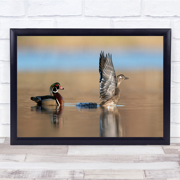 Panoramic Ducks Couple Pair Bokeh Water Lake Wall Art Print