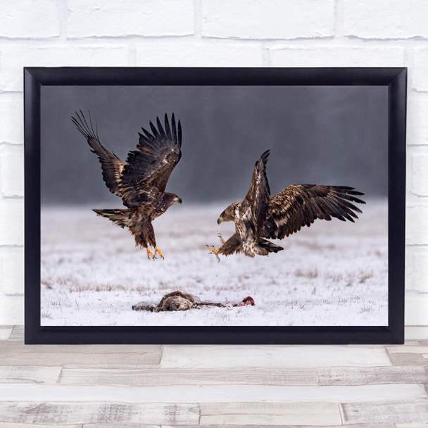Eagles Poland Winter Wild Birds Competition Wall Art Print Eagles Poland Winter Wild Birds Competition Wall Art Print