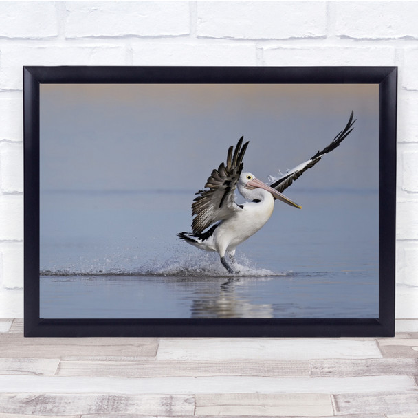 Sliding Pelican landing lake wings flapping Wall Art Print