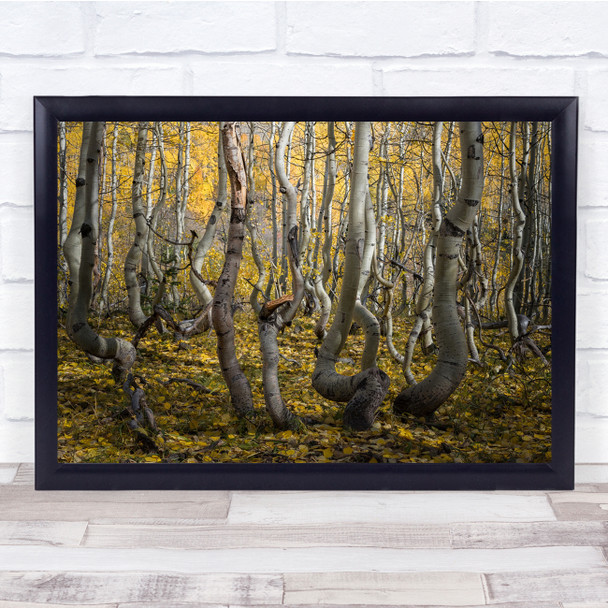 Aspens Landscape Yellow Tree Trunks Forest Wall Art Print