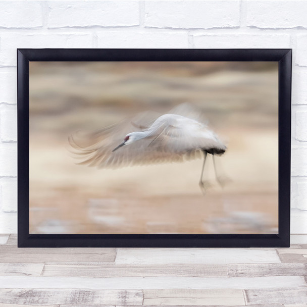 bird white flying motion action shot wings Wall Art Print