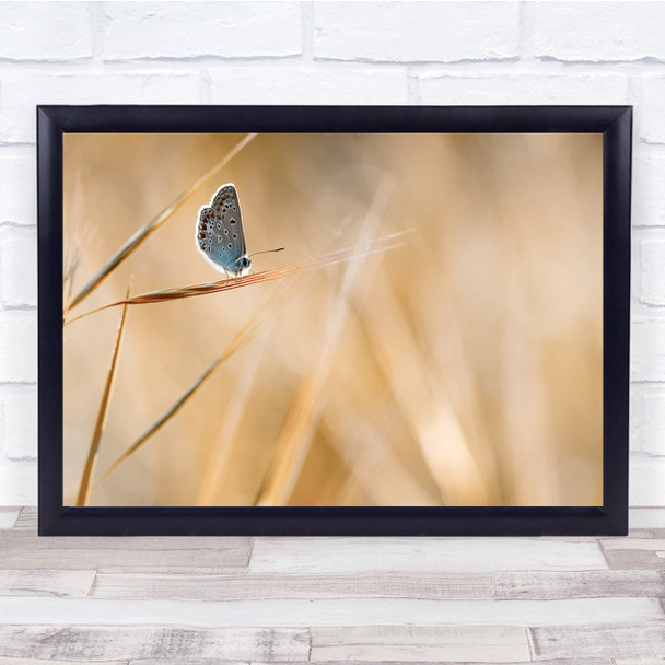 Butterfly Insect Grass Insects Beige Wheat Wall Art Print