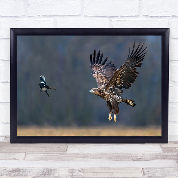Eagle Poland Wild Bird Magpie Flyring Wing Wall Art Print