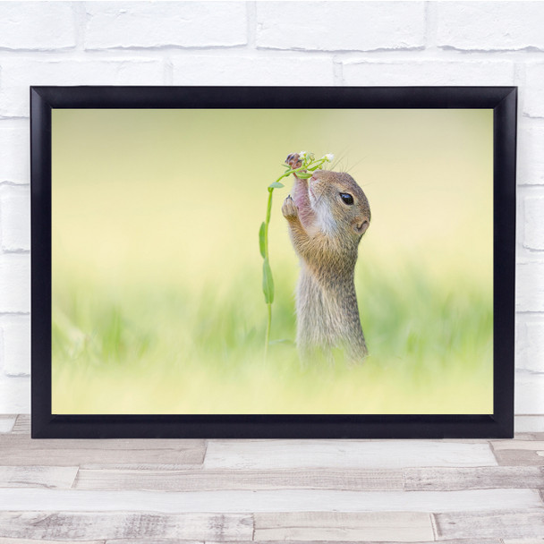 Squirrel Wildlife Nature Field Cute Animal Wall Art Print