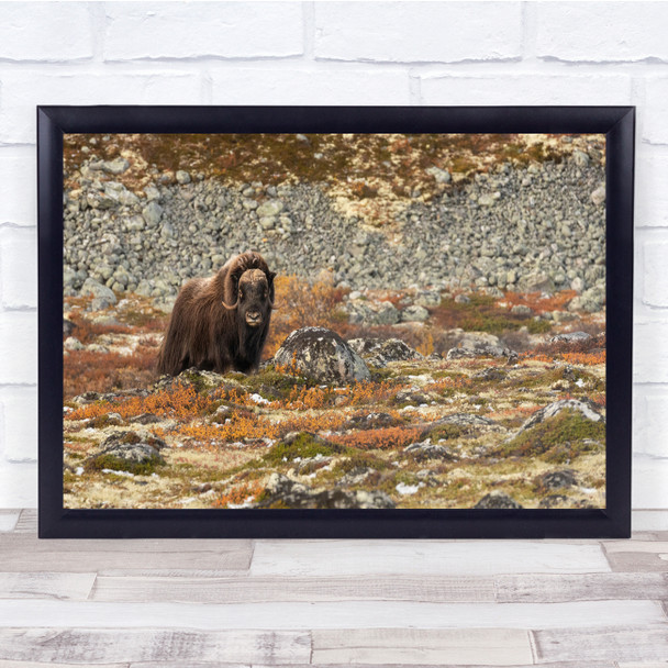 Wildlife Muskox Mammal Arctic Prehistoric Wall Art Print