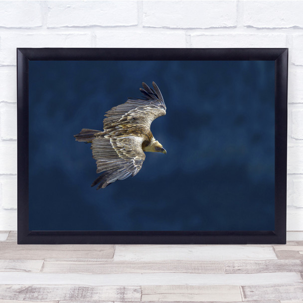 Birds Wildlife Vulture Flight Blue Nature Wall Art Print