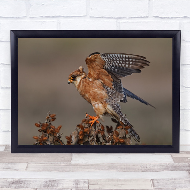 Kestrel Red Foot Israel bird wings spread Wall Art Print