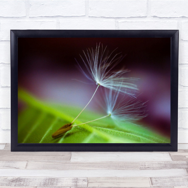 Leaf Soft Flower Seed Close Up Downy Tuft Wall Art Print