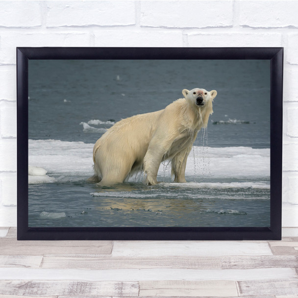 Polar Bear Arctic Water Ice Swimming Cold Wall Art Print