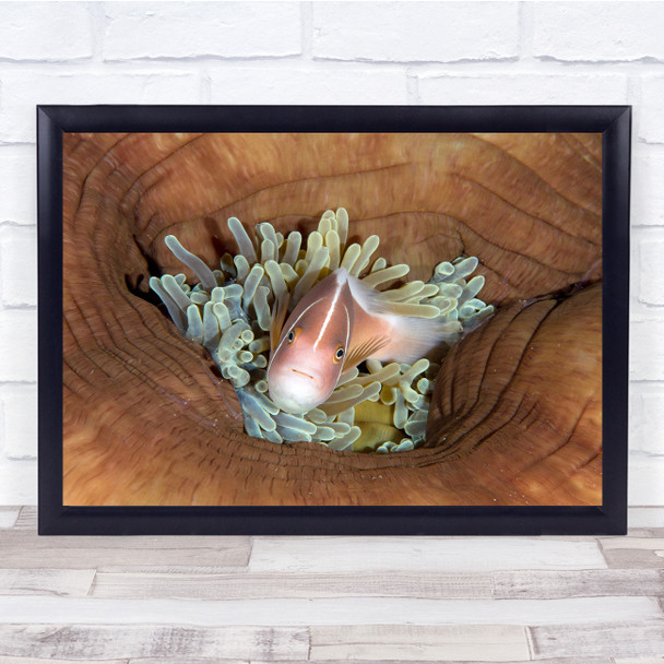 still life marine Skunk Anemonefish coral Wall Art Print