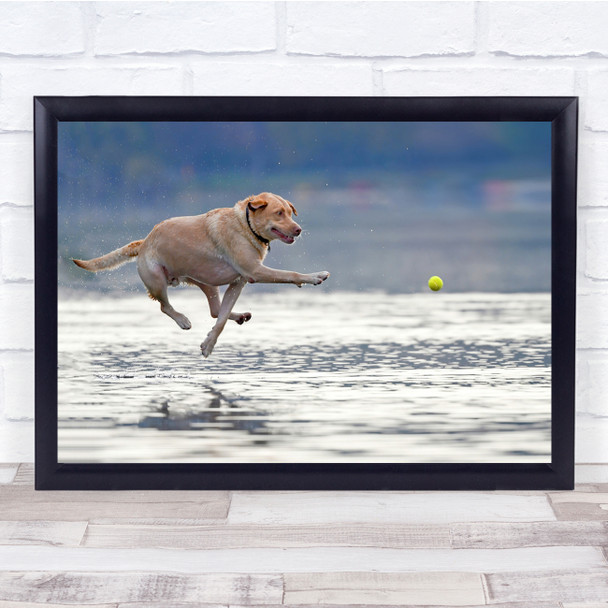 Dogs Action Ball Tennis Play Pets Animal Wall Art Print