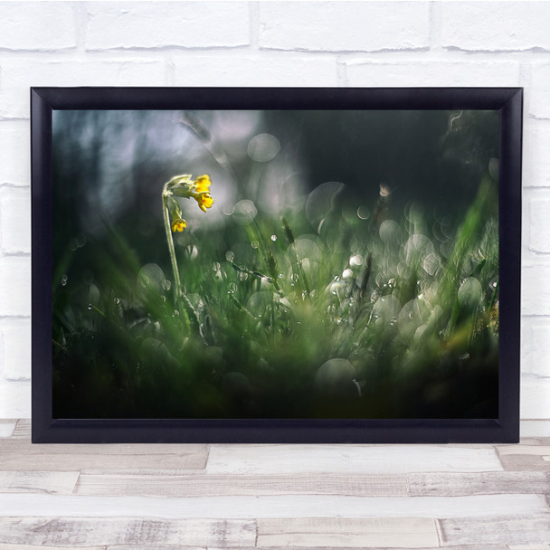 Flowers Primulaveris Creation Dew Nature Wall Art Print